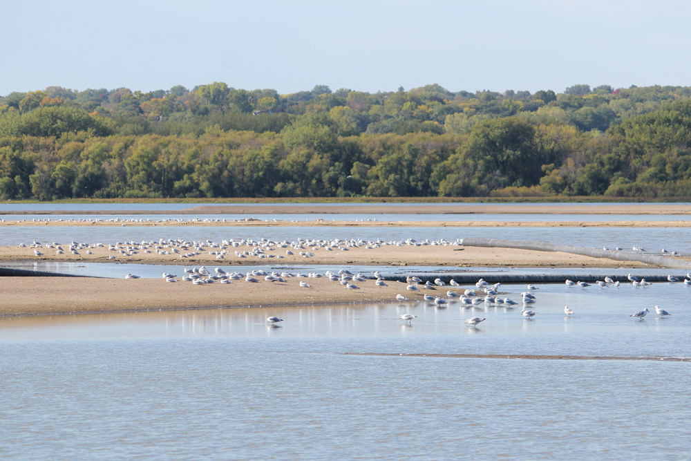 A view of the Pigs Eye Island with shorebirds gathered on the land and in the water. The densely forested bank is in the background.